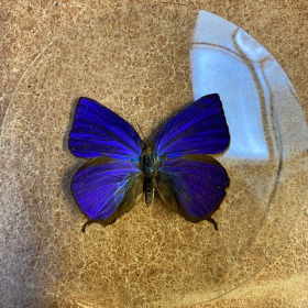 Butterfly in magnifying glass : Arhopala Herculina - Naturalist magnyfier