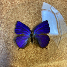Papillon en loupe: Arhopala Herculina - Loupe Naturaliste S