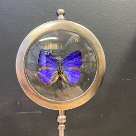 Butterfly in magnifying glass : Arhopala Herculina - Naturalist magnyfier