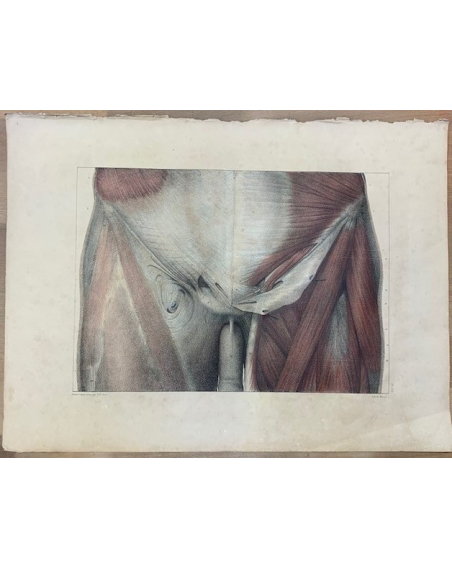 Anatomical board: "L'Anatomie de L'Homme" by Bourgery and Jacob -1831