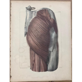 Planche d'anatomie: "L'Anatomie de L'Homme" par le Dr Bourgery et le dessinateur Jacob - 1831 - Lithographie