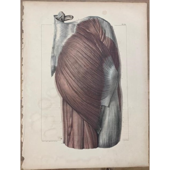 Anatomical board: "L'Anatomie de L'Homme" by Bourgery and Jacob -1831