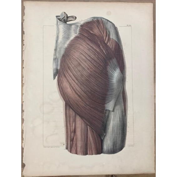 Planche d'anatomie: "L'Anatomie de L'Homme" par le Dr Bourgery et le dessinateur Jacob - 1831 - Lithographie