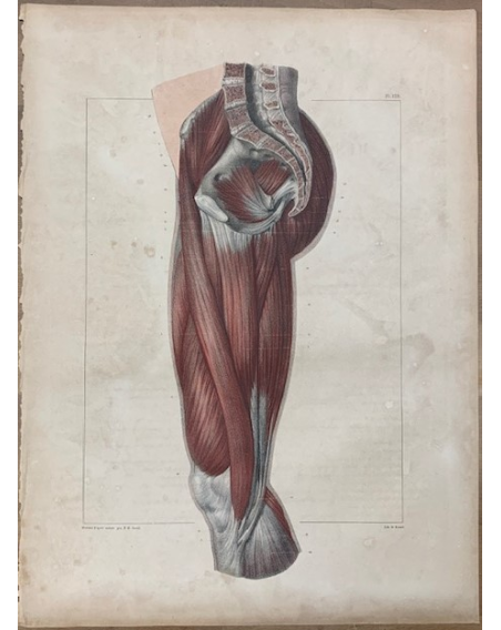 Anatomical board: "L'Anatomie de L'Homme" by Bourgery and Jacob -1831