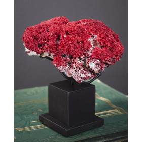 Corail rouge Tubipora Musica des Îles Salomon CO528-2