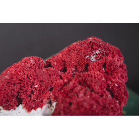 Red Coral: Tubipora Musica CO473-4