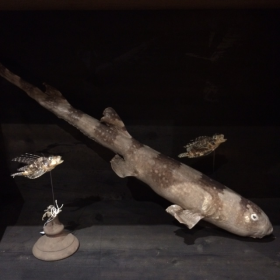 Requin Chabot Bambou naturalisé