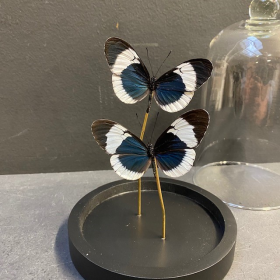 Petite cloche à papillon: heliconius sapho