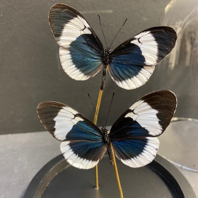 Little butterfly glass dome: heliconius sapho