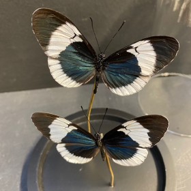 Little butterfly glass dome: heliconius sapho