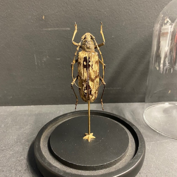 Neocerambyx gracilis: Longicorne Cerambycidae sous globe