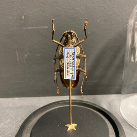 Scarab under a globe : Goliathus goliatus male