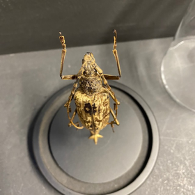 Neocerambyx gracilis: Longicorne Cerambycidae sous globe