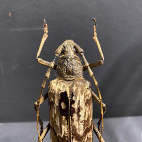 Scarab under a globe : Goliathus goliatus male