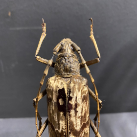 Neocerambyx gracilis: Longicorne Cerambycidae sous globe