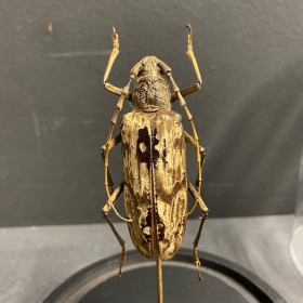 Scarab under a globe : Goliathus goliatus male