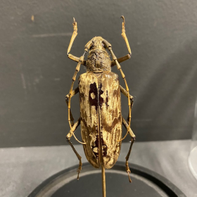 Neocerambyx gracilis: Longicorne Cerambycidae sous globe