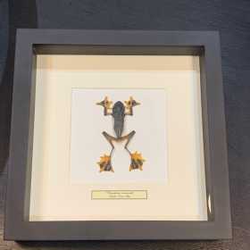 Grenouille arboricole - Rhacophorus reinwardtii - Grenouille volante sous cadre