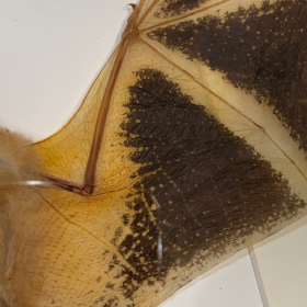 Golden bat - Kerivoula picta under frame