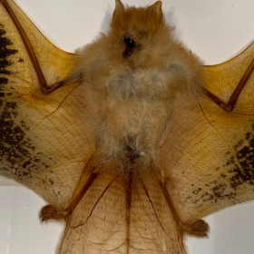 Chauve-souris: Muscardin volant - Kerivoula picta sous cadre