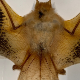 Golden bat - Kerivoula picta under frame