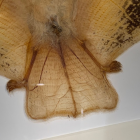 Chauve-souris: Muscardin volant - Kerivoula picta sous cadre