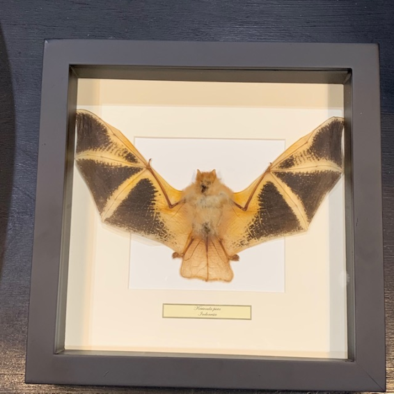 Golden bat - Kerivoula picta under frame