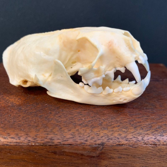 American mink Skull - Neovison vison