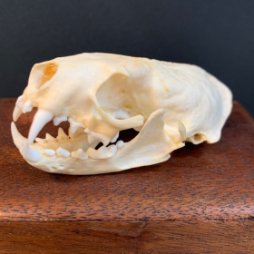 Crâne de Vison d'amérique - Neovison vison