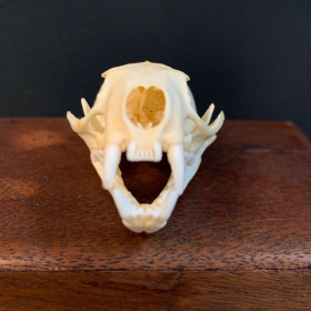 Crâne de Vison d'amérique - Neovison vison