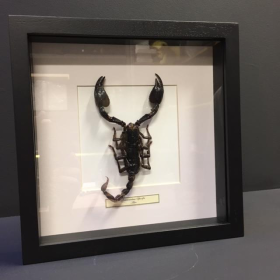 Cadre heterometrus spinifer - scorpion