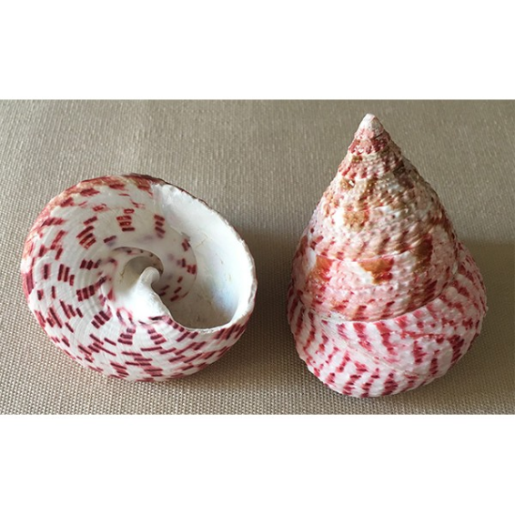 Conus textile shell