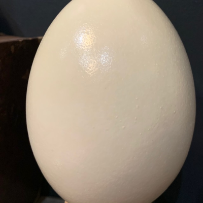 Greater rhea egg - South American bird