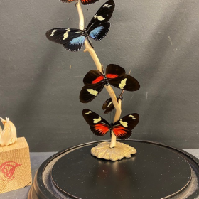 Flight of butterflies: Heliconius family under glass dome