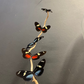 Flight of butterflies: Heliconius family under glass dome