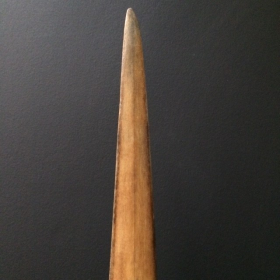 Rostrum of swordfish (Médium)