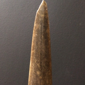 Rostrum of swordfish (Médium)