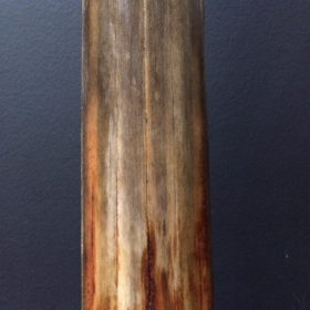 Rostrum of swordfish (Médium)