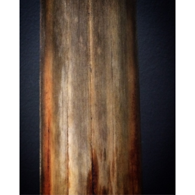 Rostrum of swordfish (Médium)