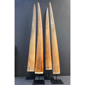 Rostre d'Espadon (Médium)