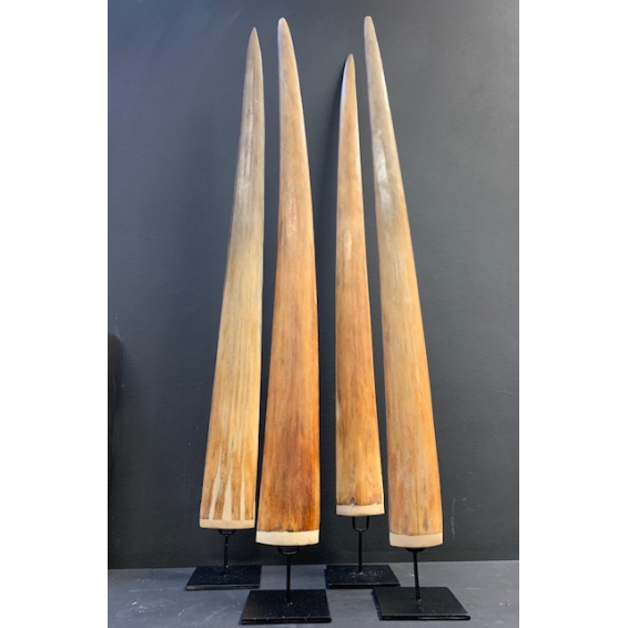 Rostre d'Espadon (Médium)