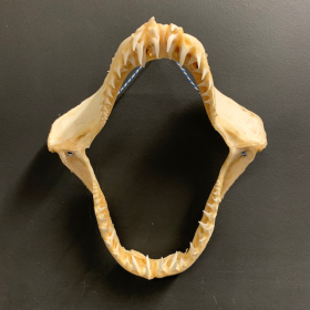 Mâchoire de requin Mako (pré-convention CITES) - 35cm
