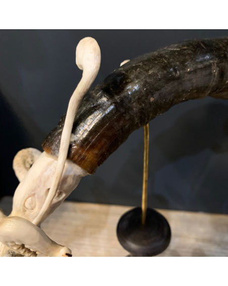 Giant squid: Sculpture on deer antlers and buffalo horn