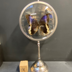 Caligo Atréus - Très grande loupe naturaliste- Papillon Hibou (L) - Papillon en loupe