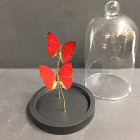 Little butterfly glass dome : Cymothoe Sangaris