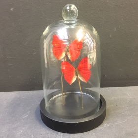 Little butterfly glass dome : Cymothoe Sangaris