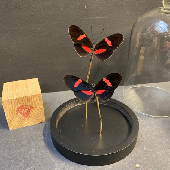 Butterfly under glass dome: Heliconius erato hybride eh