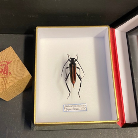 callichroma auricomum : Boite entomologique 12x15cm