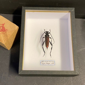 Entomological Box -  callichroma auricomum