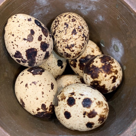 Tinamou Egg - South American bird